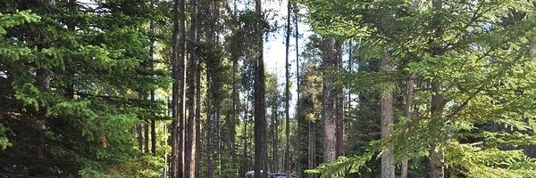 Bianca banner