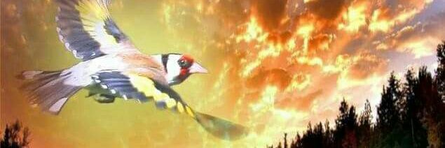 AntonioPandoro's profile banner image