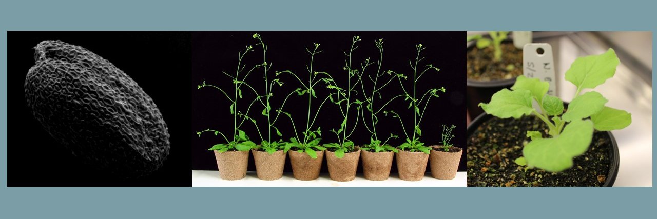 Armando Casas-Mollano banner