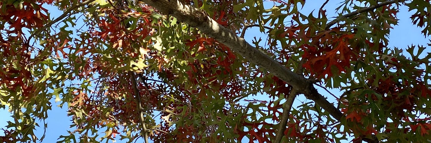 MLee_Epp's profile banner image