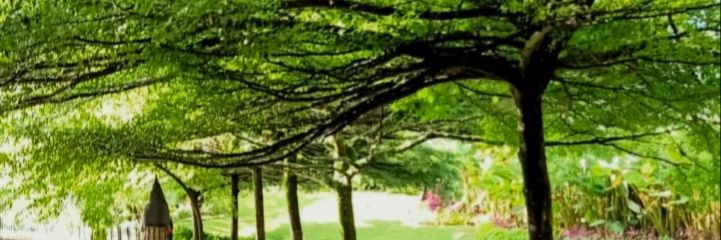 dhindinSY's profile banner image