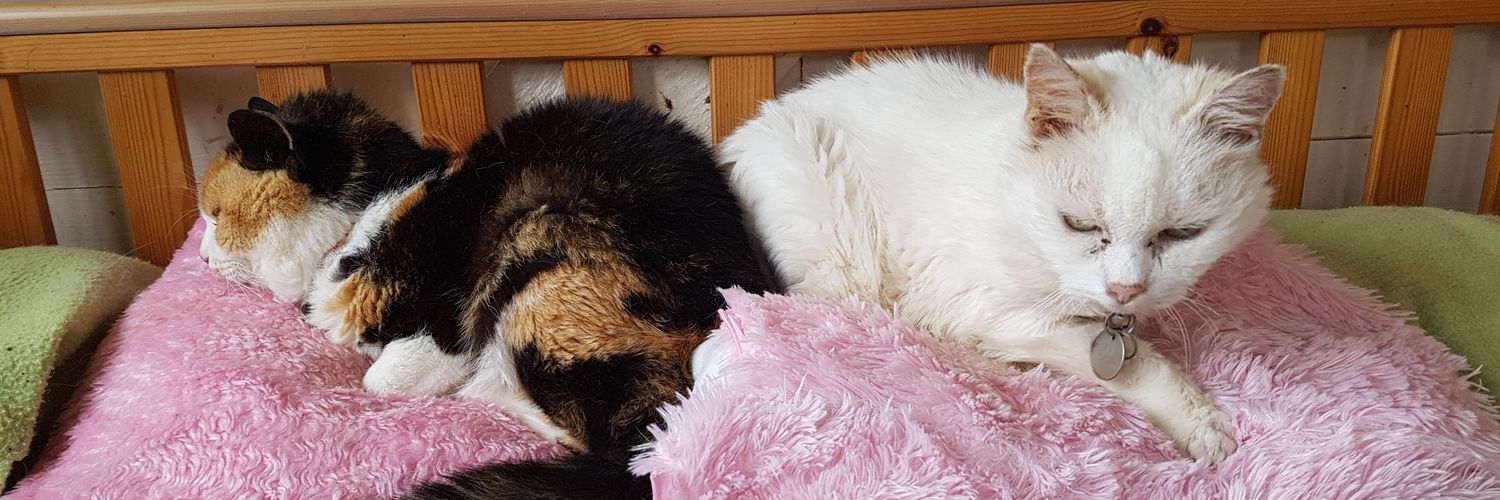 ShropsCatRescue's profile banner image