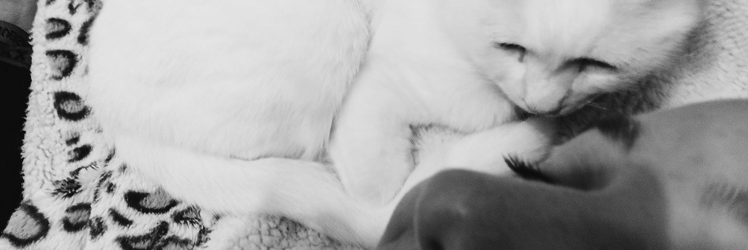 ccarlamartinez3's profile banner image