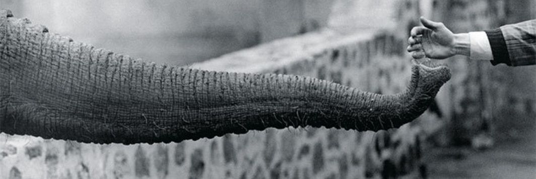 Ana Carolina Posses banner