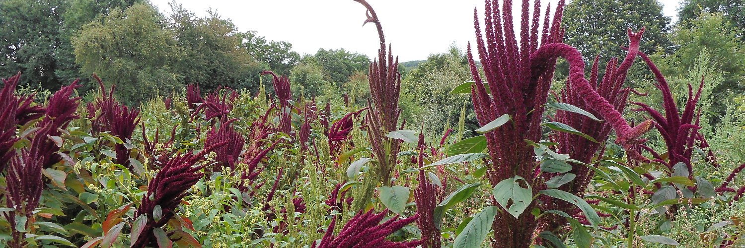 Ernester banner