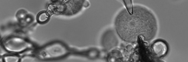 SlavBagria Profile Banner