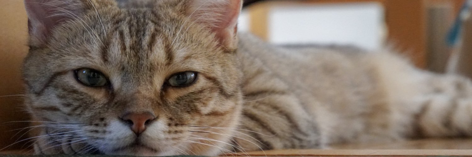 stripepan2's profile banner image
