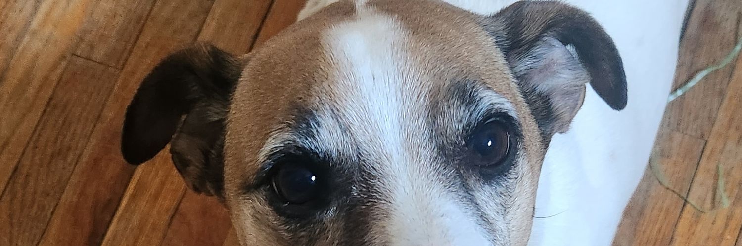 Little_RedNinja's profile banner image