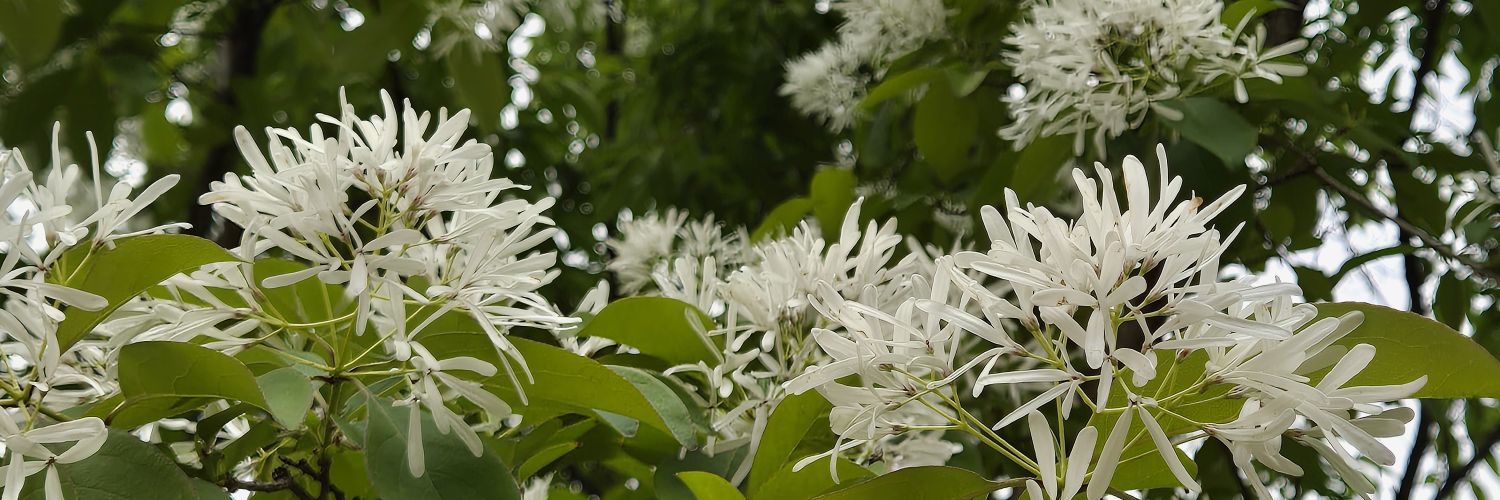siso12340's profile banner image