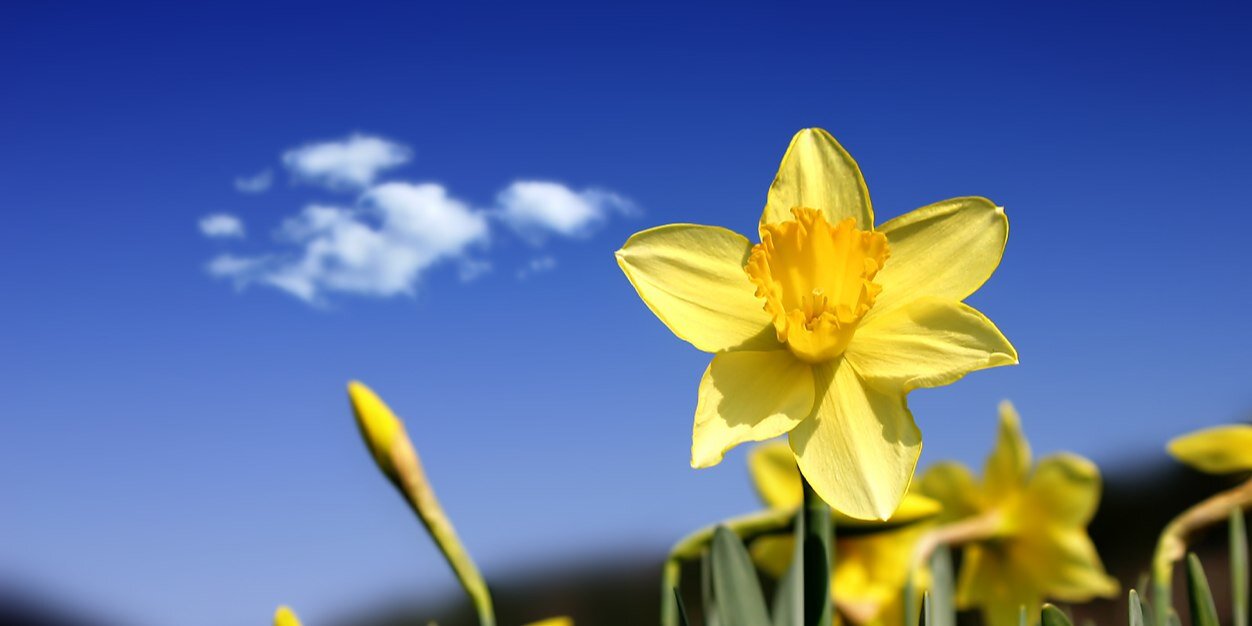 clairewals's profile banner image