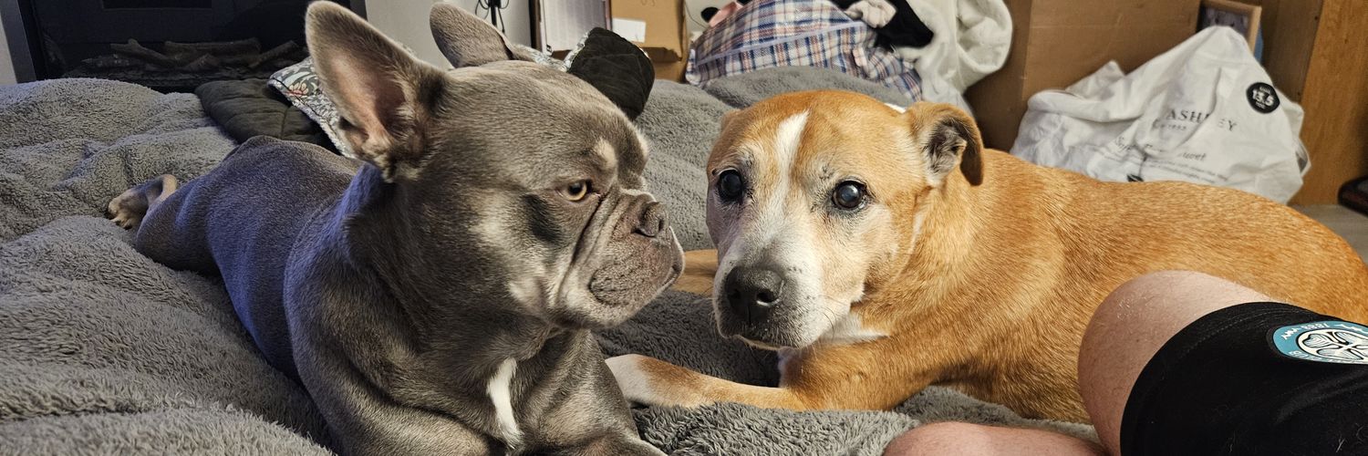 BtheBhoy☘️. 🧡🤍💛 banner