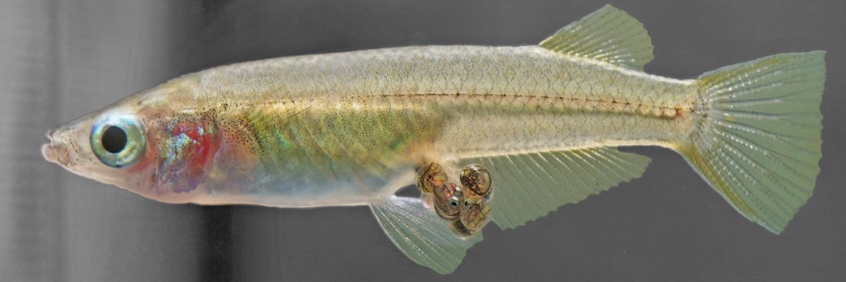 Julia Schwarzer banner