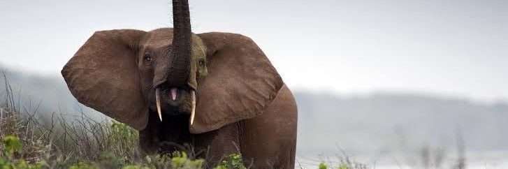 Keitumetse Fatimata Moutloatse banner