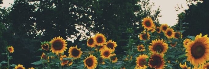 yttikkitty_'s profile banner image