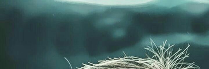 mamad_leoo's profile banner image