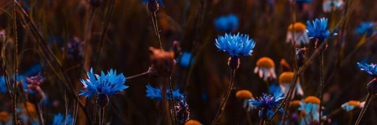 Zeynepkuss's profile banner image