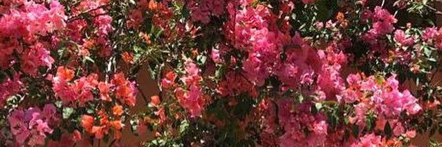 LucilaJrz's profile banner image