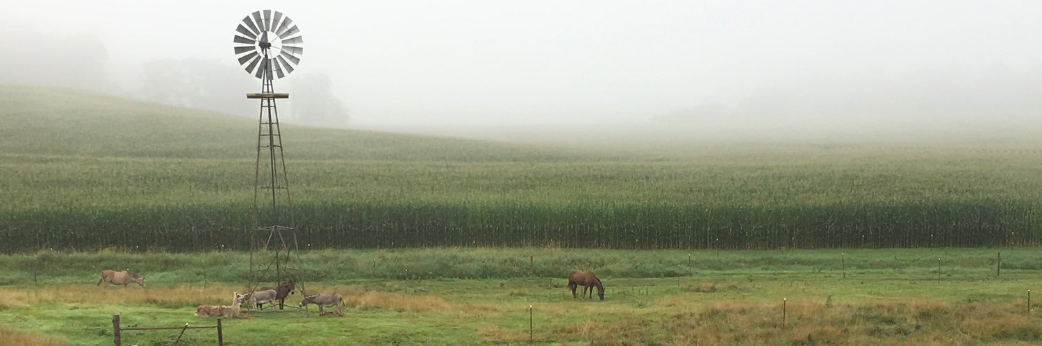 DebbieMule's profile banner image