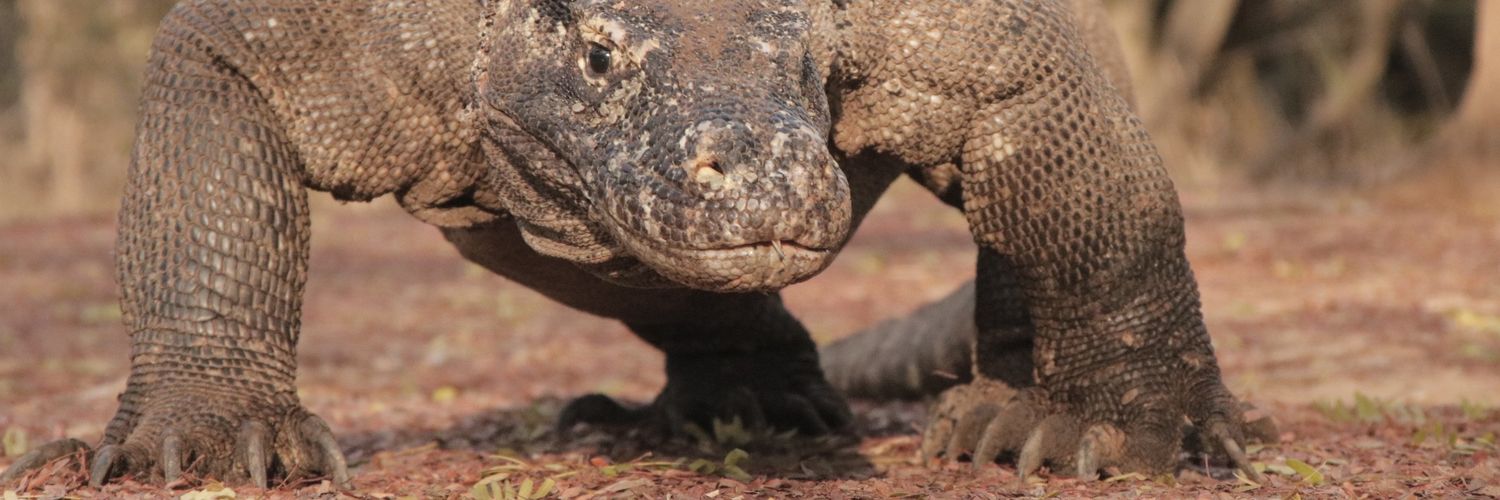 LouisKomodo's profile banner image