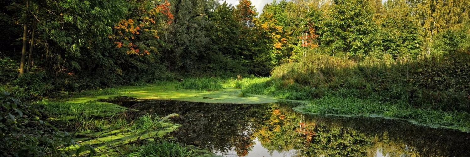 Joe SwampDecrial banner