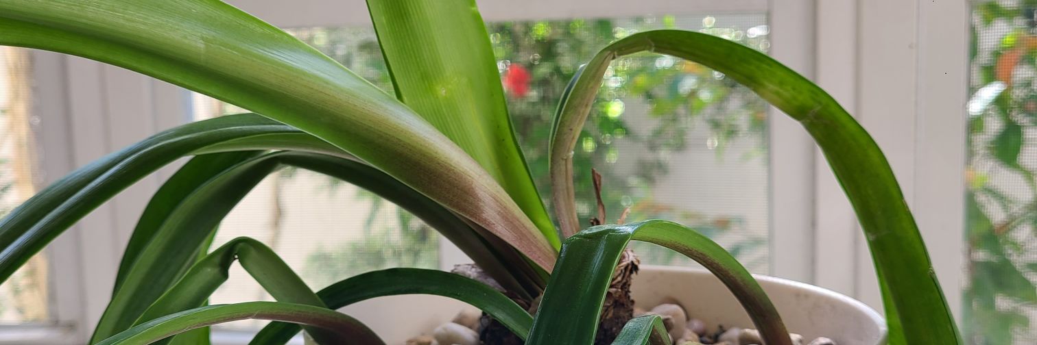 Andrea C. (Burrows) Borowczak banner