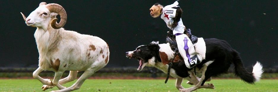 Tim Webb 🇺🇸🛹 banner