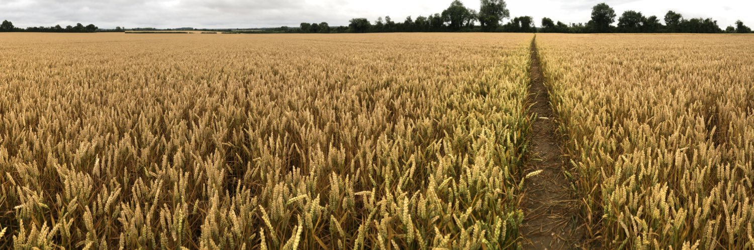 Hannah Stephenson banner