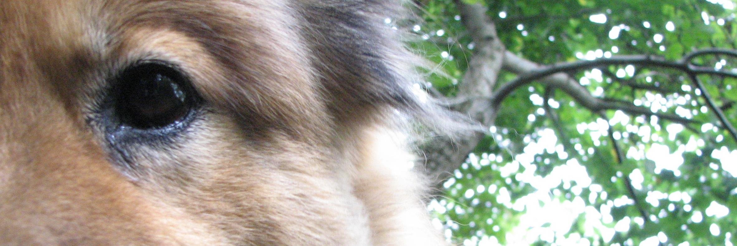 reading_coon's profile banner image