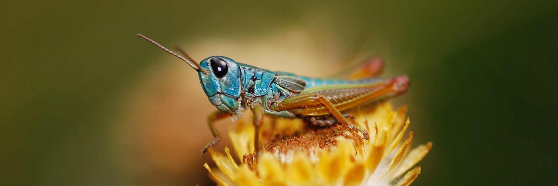 Insect Conservation Lab banner