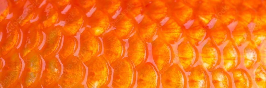 fish based dessert banner