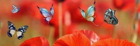 Nathalie Sonnenstern banner