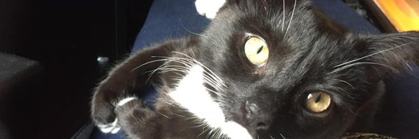 PamelaForster5 Profile Banner