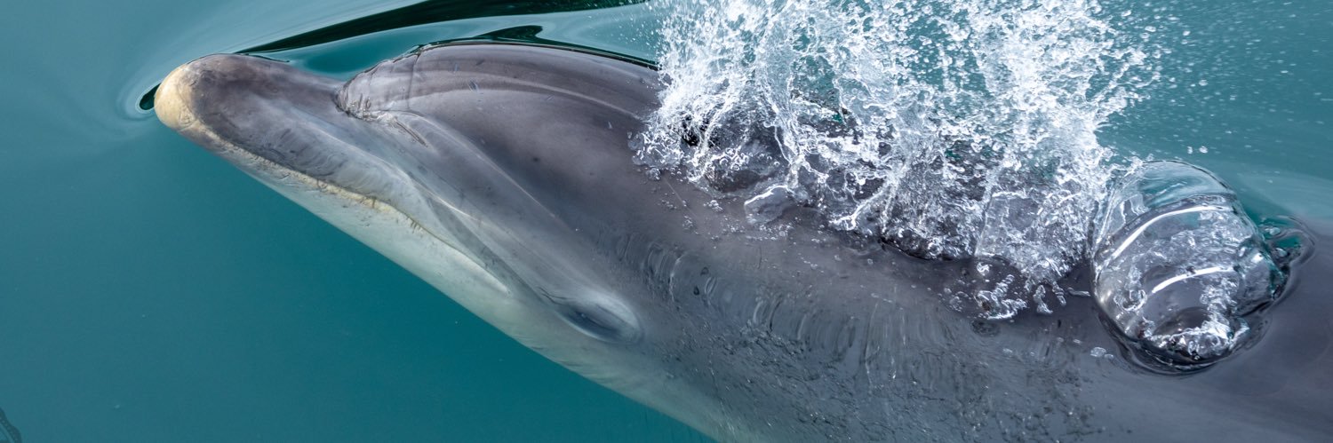 Devon Sea Safari banner