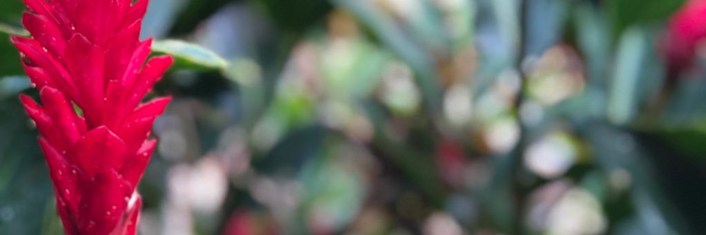 savanah grayson banner