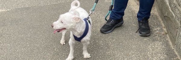 Benwhi Profile Banner