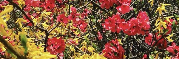 beeinthelibrary Profile Banner