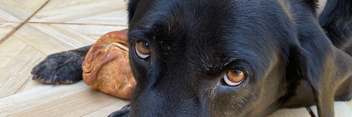 cataostrowski's profile banner image