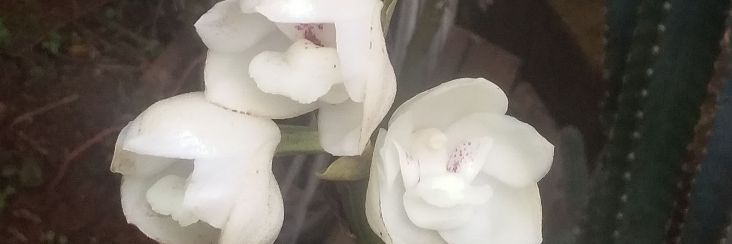 OroTito14's profile banner image