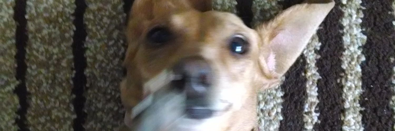 anypili's profile banner image