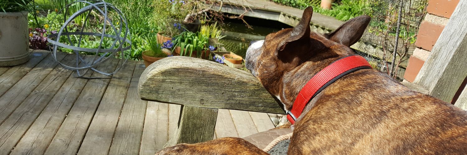 🌈LottieSpots banner