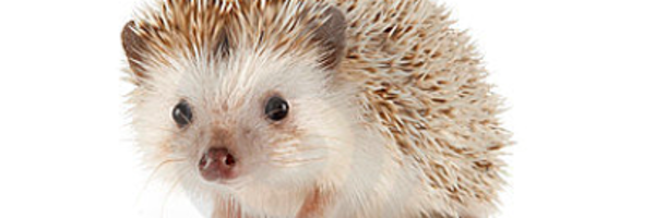 mac_puck Profile Banner