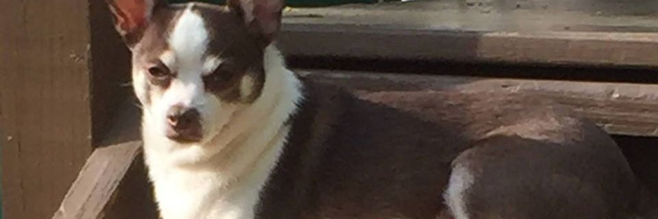 kathyshiley1's profile banner image