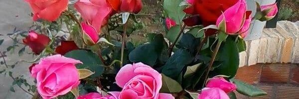 TCJuanma's profile banner image