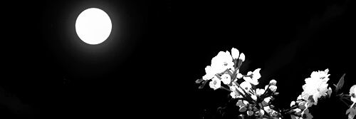 [DM] 청 연 banner