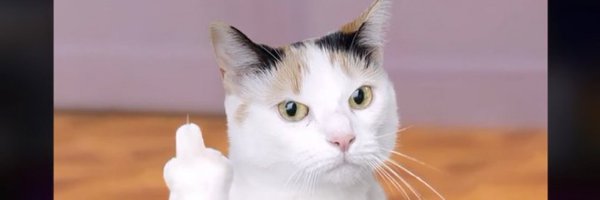 six_the_cat Profile Banner