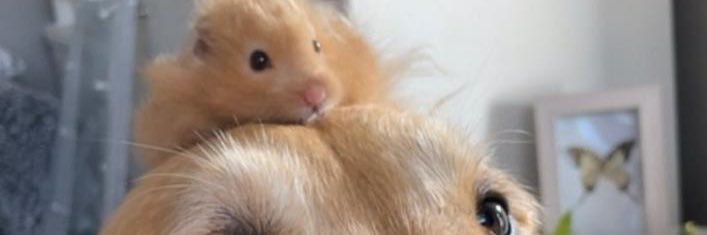 baaltericka's profile banner image