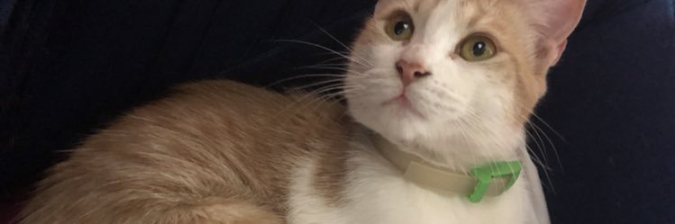 FioreeDeWilde's profile banner image