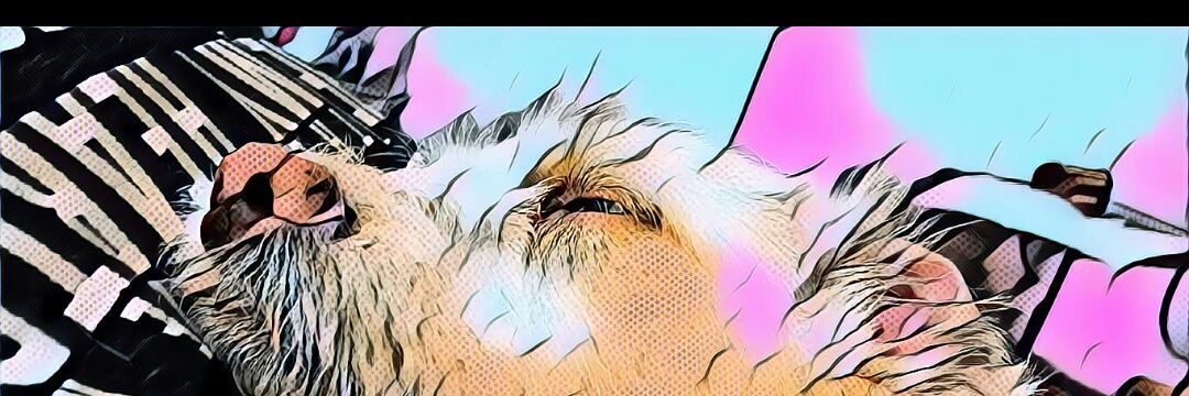 Lauriospsidep's profile banner image