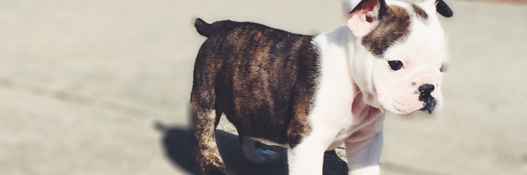 MilaPearl's profile banner image