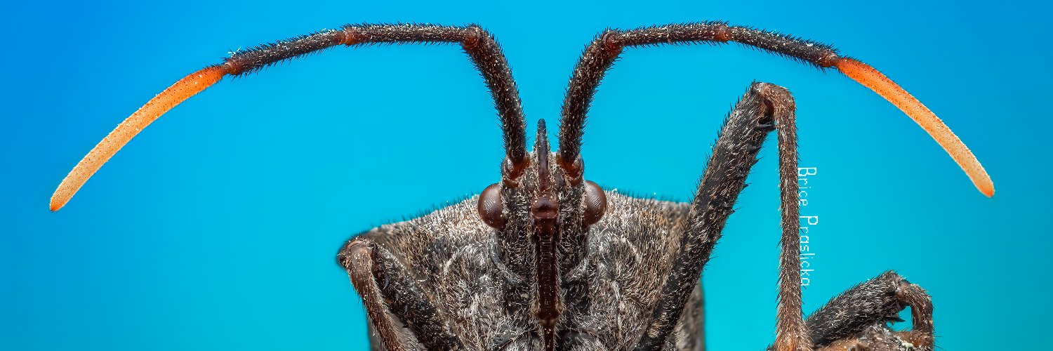 bricesbugs's profile banner image